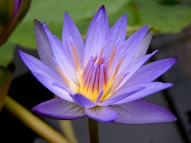 Nymphaea Blue Beauty