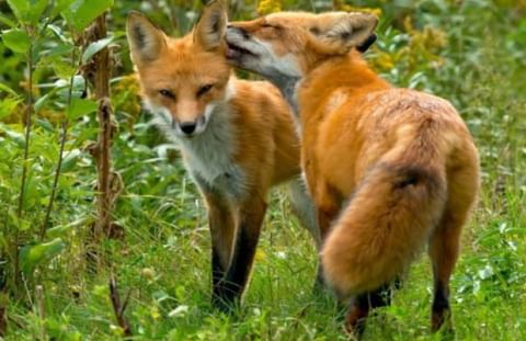 Foxes in 21st century are yet the same kind of family